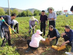 省种子总站在我平凉市开展马铃薯测产及原种扩繁检查工作