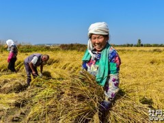 全市水稻大豆已播种四成