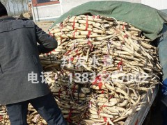 基地藕苗池塘绿化水生植物水生花卉荷花种藕莲藕种苗量大从优