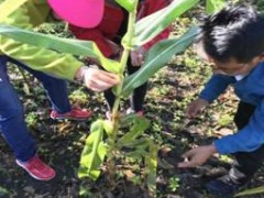 深化各县（区）展开外来物种草地贪夜蛾田间调查义务