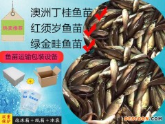 港兴水产淡水鱼苗批发  |长江丁桂鱼苗|澳洲丁桂鱼苗  桂花鱼苗