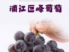 浦江茶艺轩质量保证(图)-无污染葡萄-珠海葡萄