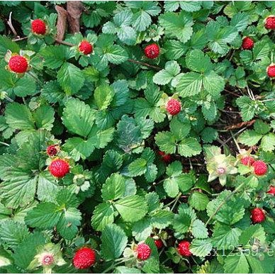 蛇莓花种种植基地|潍坊实惠的蛇莓哪里有供应