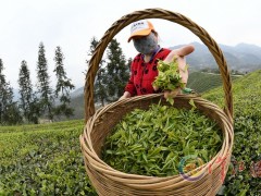 抢抓农时采春茶-襄阳晋中市农业农村局