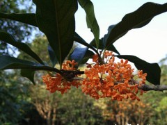 咸宁桂花、金桂基地、万亩桂园、八月飘香