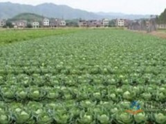 青岛节后蔬菜价格掉价 部分菜价跌幅超20%