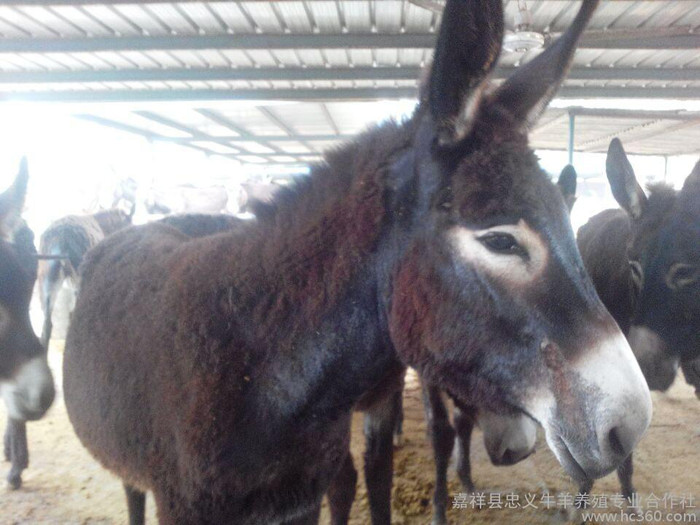 供应 肉驴 肉驴 养殖 肉驴德州驴 报价