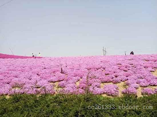 《美好近在眼前》芝樱多少钱，芝樱种植基地，芝樱哪里卖