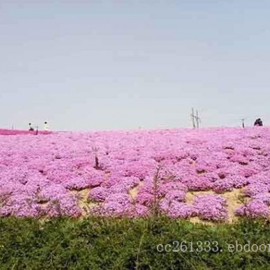 《美好近在眼前》芝樱多少钱，芝樱种植基地，芝樱哪里卖