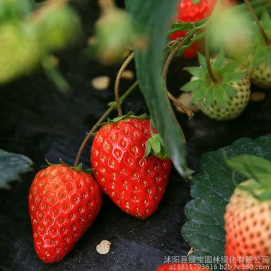 批发零售草莓花卉种子  花色齐全 花期长观赏性好