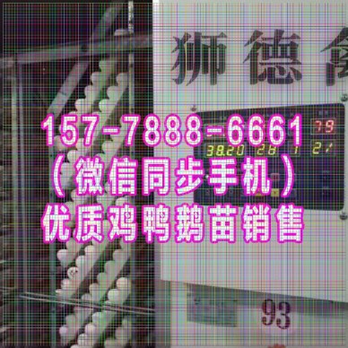 延边鹅苗批发市场 贵妃鸡苗 四川黑猪品种