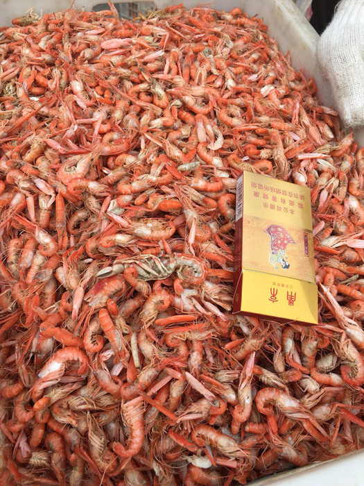 海陆丰渤海野生 虾皮 虾粉 鱼粉海龙鱼凤尾鱼饲料鱼饵