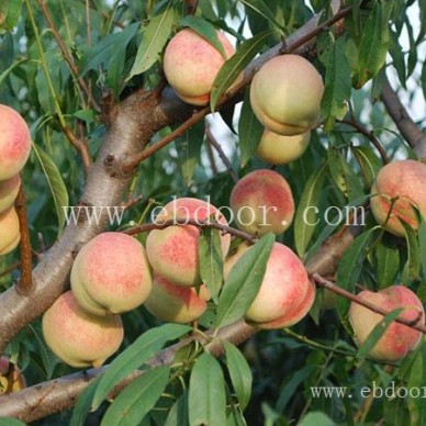 桃子树苗批发-山东桃子树苗-双宝果树有口皆碑