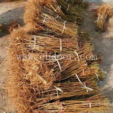 内蒙古桃-双宝果树物美价廉-春雪桃