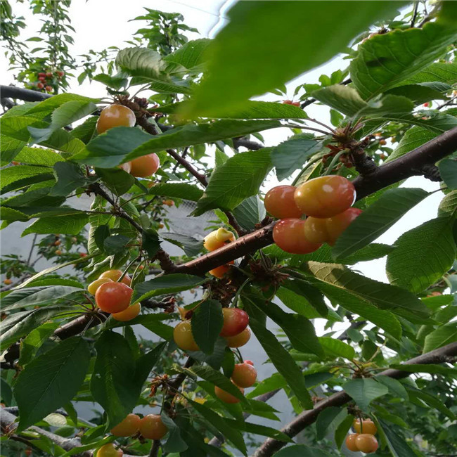 批量出售嫁接樱桃树苗 南北方种植樱桃苗 吉塞拉樱桃苗 量大从优