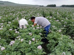 南阳市土豆种价格-优质土豆种价格-雪原农业科技(推荐商家)