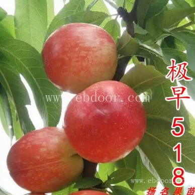 湖景蜜露水蜜桃苗多少钱-湖景蜜露水蜜桃苗-扬名苗木种植基地