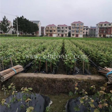 葡萄苗多少钱一棵-批发基地【善田苗木】-红提葡萄苗多少钱一棵