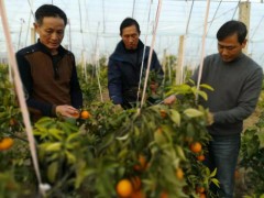 安义县农业农村局展开秋冬农业技术指点任务