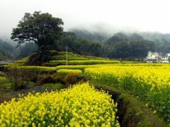 深耕美丽乡村，农业有“奔头”