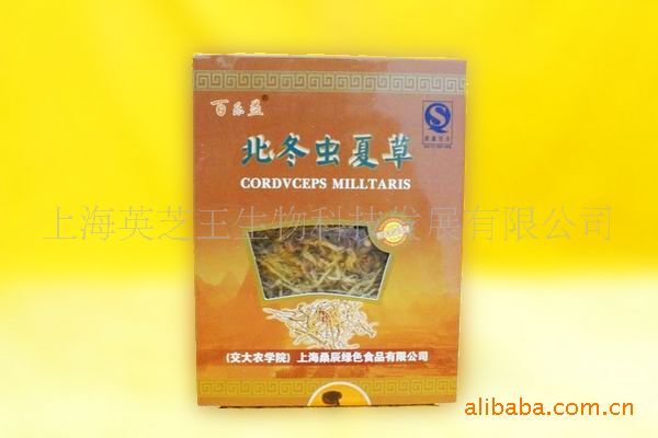 供应百乐益灵芝破壁孢子  北冬虫夏草