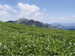 南岳云雾茶 - 衡阳特产