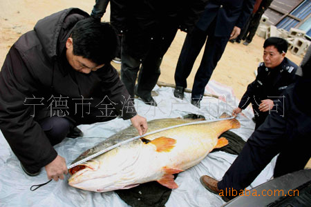 供应 大黄鱼 泥鳅