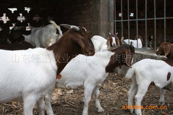 供应【中国肉羊基地 肉羊养殖基地 肉羊纯正 肉羊种羊价格】