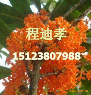 供应桂花种子 品质优 发芽率高