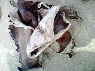 木耳批发出售，今年新鲜干木耳，刚刚上市。