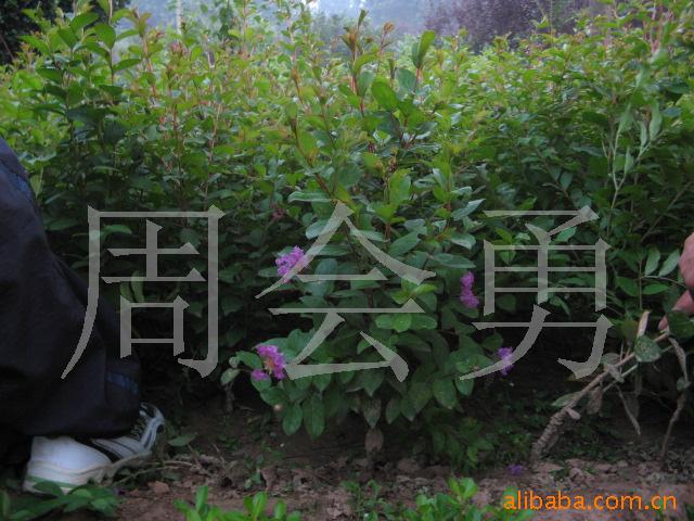 供应 绿化苗木 红花紫薇等 花卉苗木