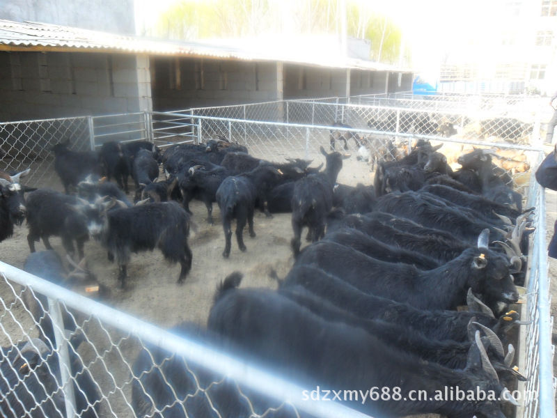 山东正信肉牛羊养殖基地供应小尾寒羊、波尔山羊福克公羊黑山羊