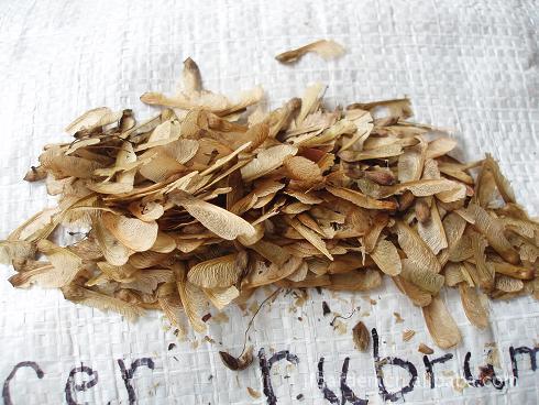 供应美国詹氏红枫种子、美国詹氏红枫种子、进口美国詹氏红枫种子