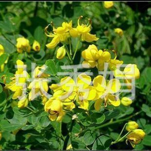 供应批发 直销苗木种子 林木花草种子 当年收新种子 黄花槐种子