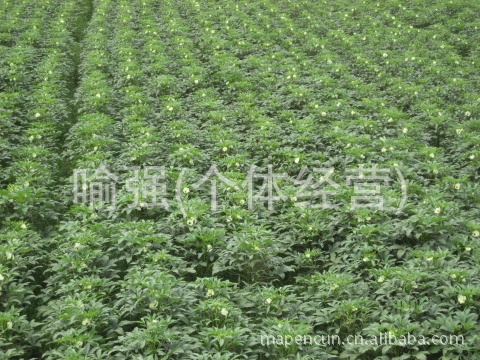 批发特级高产羊角豆（洋辣椒）种子