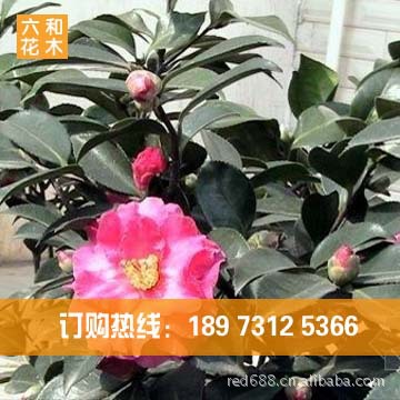 园林绿化苗木 优价供应【茶花】2~20公分 良好观赏花木 苗木基地