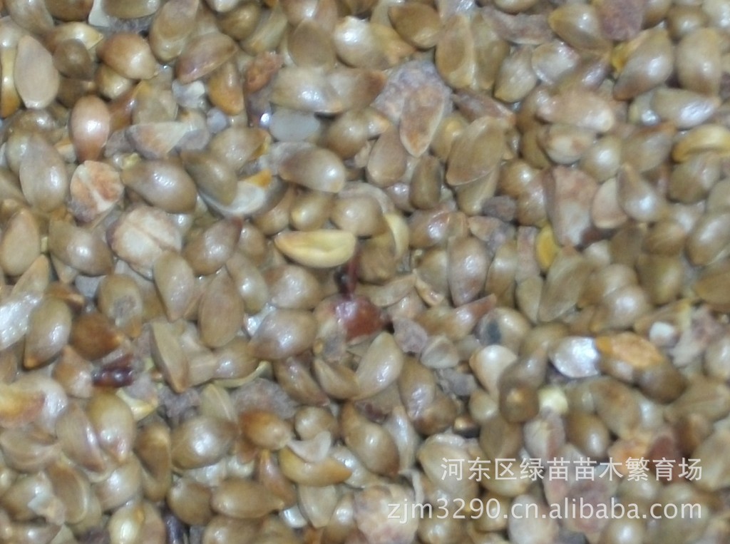 沂蒙甜茶种子海棠沾木