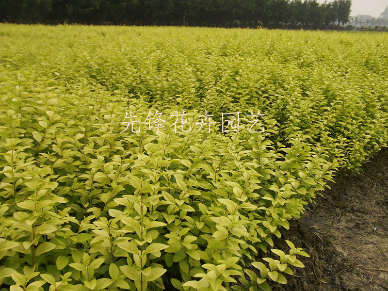 湖南果苗  绿化苗木   金叶女贞球  金叶女贞小苗批发