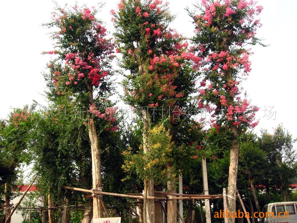 供应绿化苗木 紫薇  花木 花卉盆景 景观设计