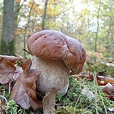 青川特产特级野生黑牛肝菌干货  野生蘑菇食用菌500g