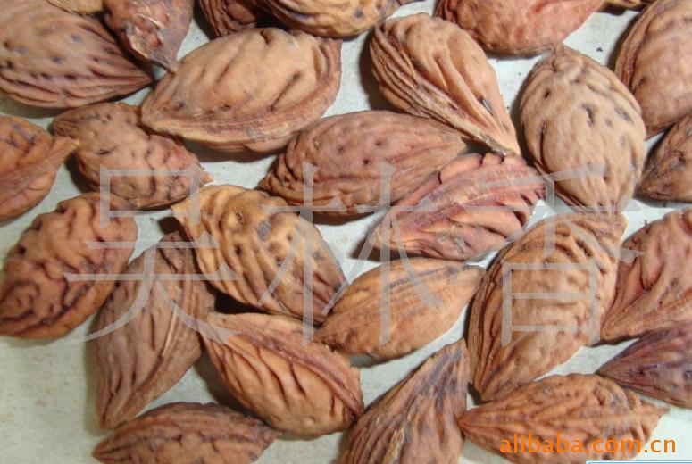 桃核 新种子 桃种 180-200粒一斤 毛桃种 尖桃胡 毛桃核 毛桃胡