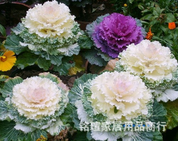 供应彩色包装花卉种子 观花植物 【叶牡丹】 独立袋装