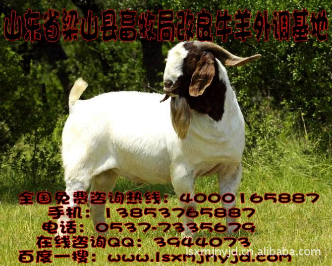 大量供应纯种波尔山羊 畜牧局急售优质品种