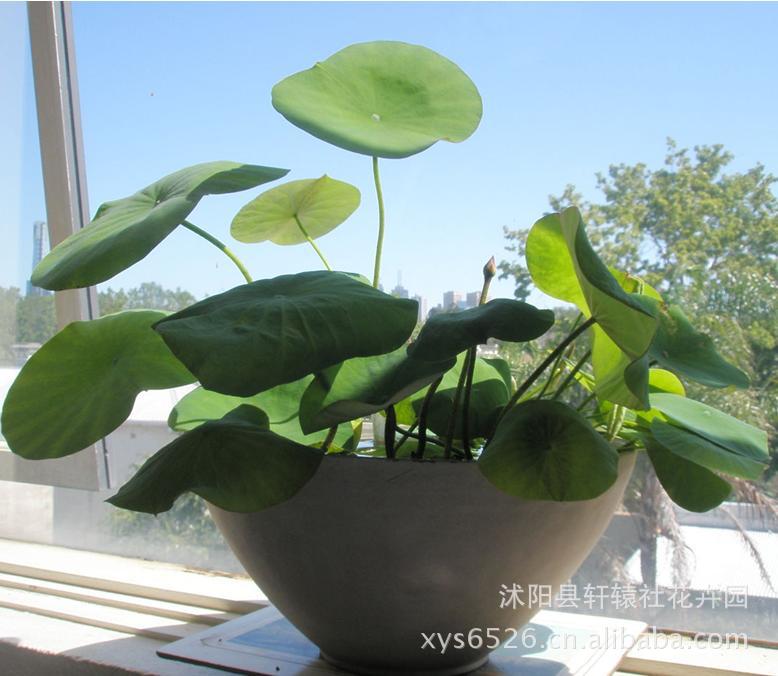 供应优质绿化苗木 水生花卉植物 碗莲 荷花 种苗