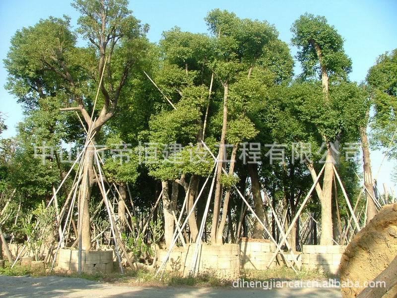 帝恒花木|花卉苗圃基地|苗圃基地建设|中山帝恒苗木基地|重阳木