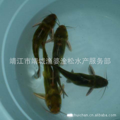 供应鲜活水产(淡水鱼)—黄骨鱼