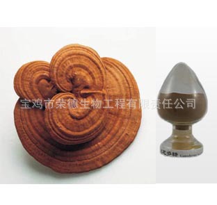 灵芝提取Reishi MushroomP.E