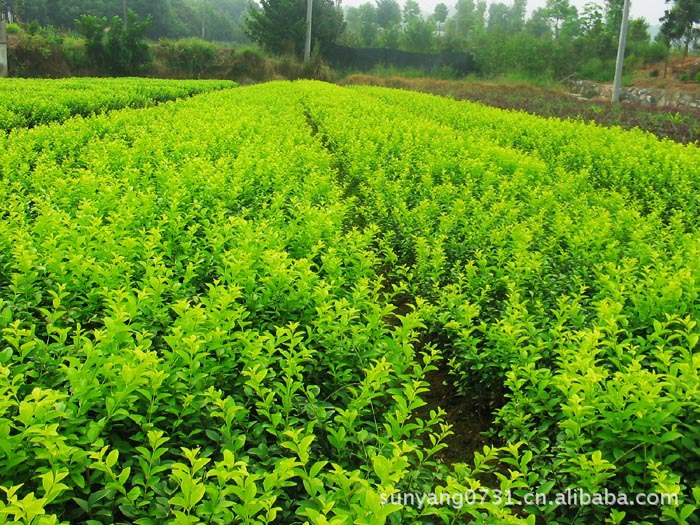 湖南宏盛苗圃 大量供应一到两年生25--40高度工程用苗 金叶女贞
