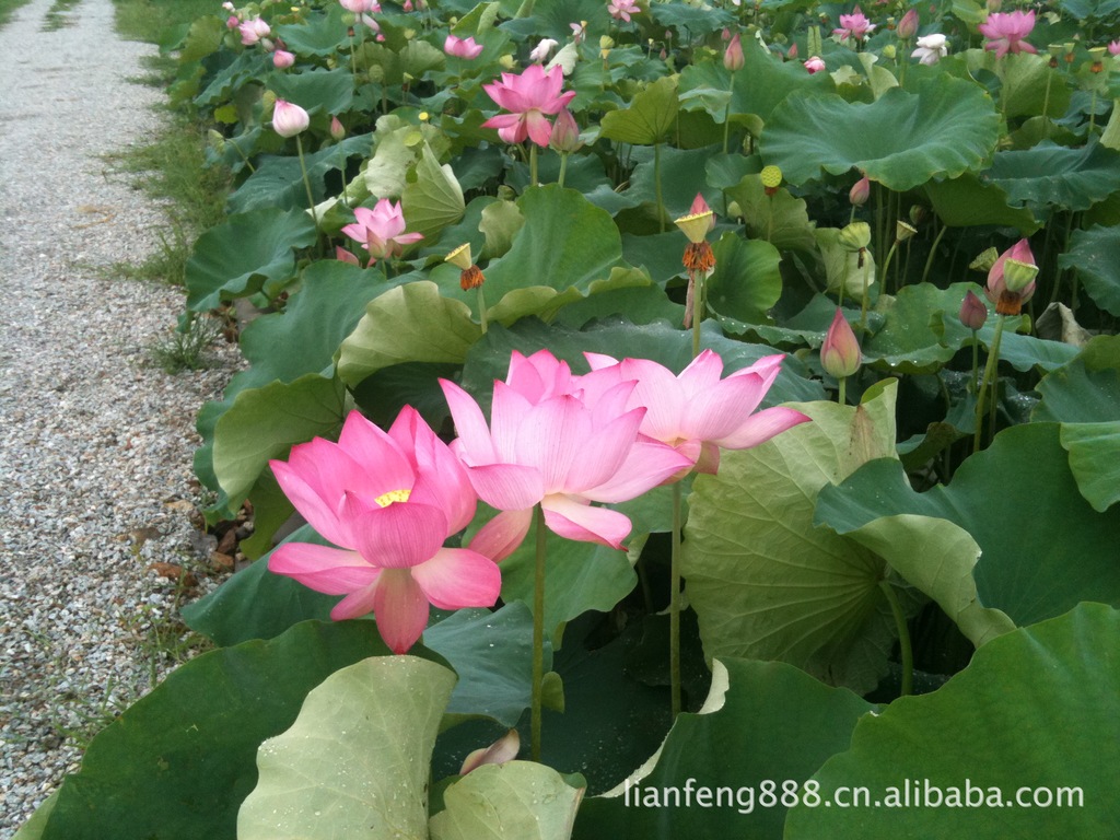 供应莲苗 水生植物 荷花 莲花 荷花种苗 花卉种苗（图）