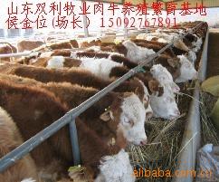 急售育肥肉牛品种 纯种肉牛犊架子牛 传授秸秆养殖育肥肉牛快技术